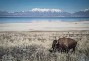 Antelope Island State Park